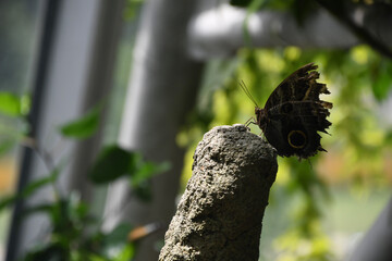 brown and white butterfly on pink and white flower close up