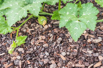 closeup of young pumpkin vine with small pumpkin and fresh leaves growing in organic garden