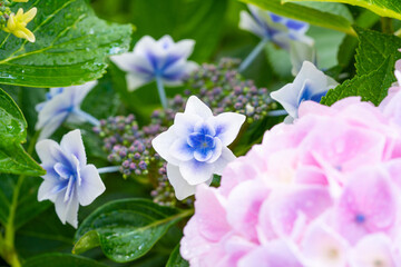 Fototapeta premium 雨上がりの紫陽花（マクロ撮影）花物語