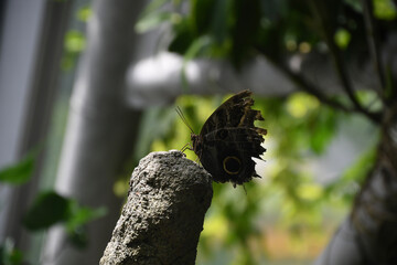 brown and white butterfly on pink and white flower close up
