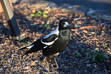 Closeup of an Australian magpie standing in the middle of a garden bed at dusk