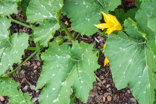 closeup of young winter squash plant leaves and flower growing in organic garden on bark mulch