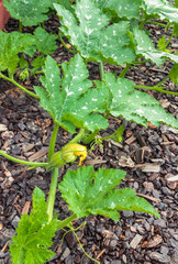 closeup of pumpkin vine with leaves and flower bud growing in organic vegetable garden