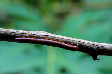 Giant millipede in branch and leaf of tree