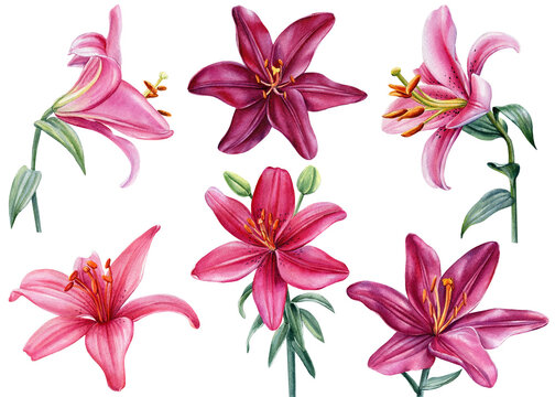 Watercolor set of pink lilies, hand drawn illustration of flowers isolated on white background.
