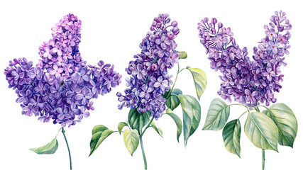 Lilac, Set of flowers on white background, hand drawn watercolor illustration