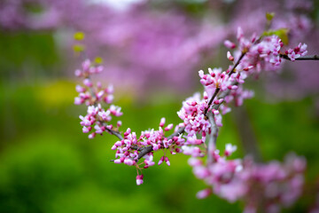 Obraz premium flowers on the branches of the tree eastern redbud or Cercis canadensis