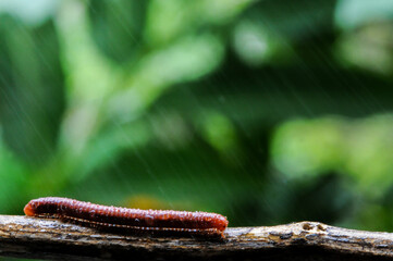 Giant millipede in branch and leaf of tree