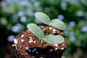 キュウリの芽。勿忘草の季節。野菜、畑、家庭菜園イメージ素材
