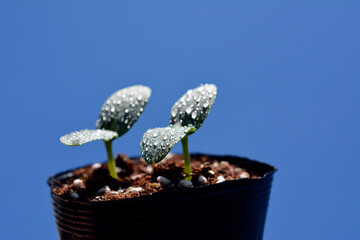 キュウリの芽。野菜、畑、家庭菜園イメージ素材