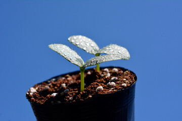キュウリの芽。野菜、畑、家庭菜園イメージ素材