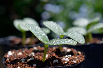 キュウリの芽。勿忘草の季節。野菜、畑、家庭菜園イメージ素材
