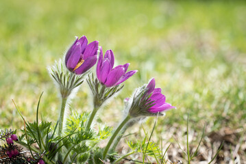 Fototapeta premium Anemone / Blume