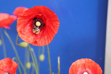 Obraz premium Mohnblume mit Biene