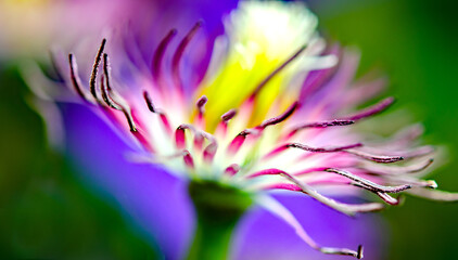 Clematis,  Waldreben,  Blume, Nahaufnahme, blau  Hintergrund © Nina