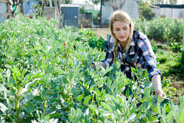 Young woman gardener working with beans seedlings in sunny garden outdoor