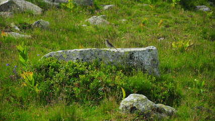 A small Alpine Accentor bird standing on top of a large boulder, in a grassy, alpine pasture....