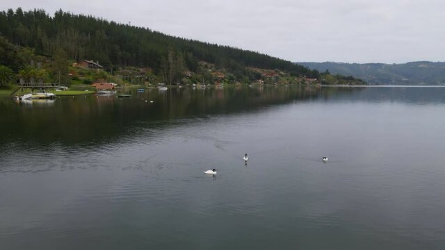 AERIAL - Black-necked swans in Vichuquen Lake, Chile, wide spinning shot