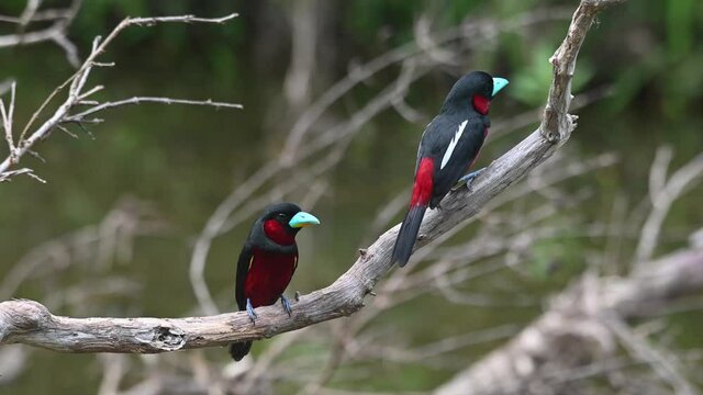 Black-and-red Broadbill, Cymbirhynchus macrorhynchos, Kaeng Krachan National Park, Thailand; male and female perched together on a branch, one facing front, the other seen from its back.