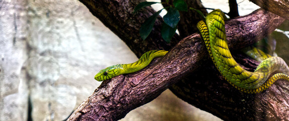 Western African green mamba “Dendroaspis viridis” snake on a tree branch - obrazy, fototapety, plakaty