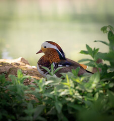Wunderschöne Ente die an einem See friedlich sitzt