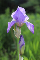 Irisblüte mit Knospe im Morgenlicht