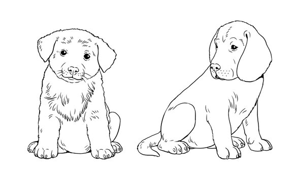 Labrador retriever and rough Collie puppy. Cute dogs puppies. Coloring template. Digital illustration.	