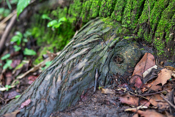 The roots of a large tree in a humid forest The shape of the elephant's head and the trunk is mossy, naturally created art. The roots of trees in the Thai forest in summer, but still have moisture.
