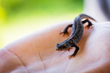Salamander
