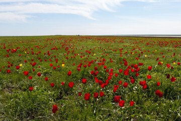 Fototapeta na wymiar Field of wild red and yellow tulips in green spring steppe under the blue sky in Kalmykia