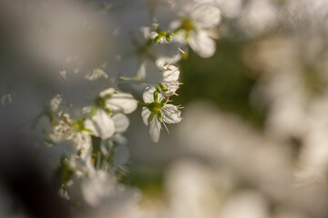 apple blossom on a green background