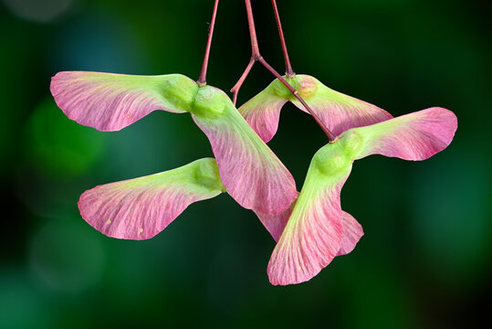 Red and green winged fruits and seeds of maple tree