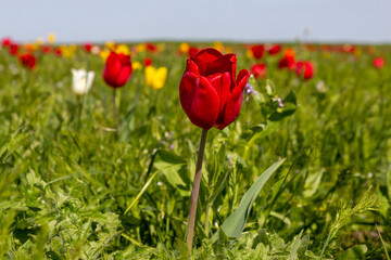 Many wild red, white and yellow tulips in green spring steppe under the blue sky in Kalmykia