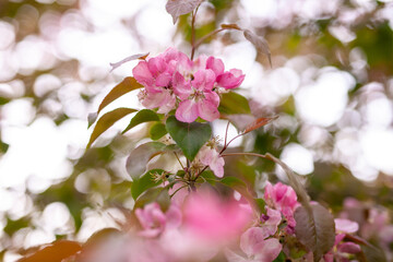 Spring background with pink cherry flowers