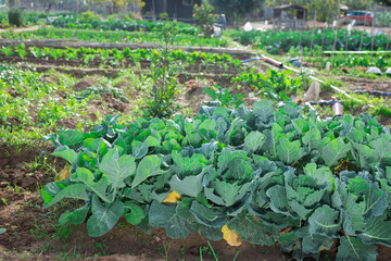 Young green vegetables growing on garden beds on sunny days. Healthy and sustainable living concept