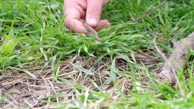 A closeup of a hand holding De Kay's snake (Storeria dekayi) on the grass in HD