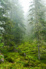 Fototapeta premium morning in the forest