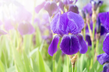 Purple bearded iris against the background of blooming violet and blue flowers in the field. Blossom of spring and summer flora in sunlight.