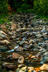 stream in the forest
