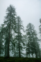 pine forest in the morning