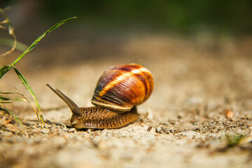 snail on a tree