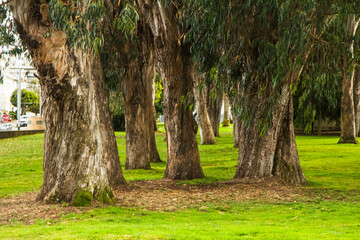 Fototapeta premium trees in the park