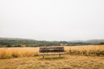 bench in the fog