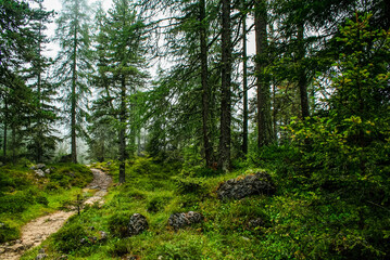 forest in the forest