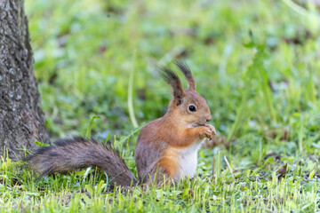 Naklejka na ściany i meble Portrait of a squirrel sitting on a grass while eating a nut