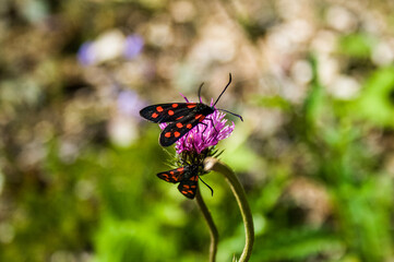 butterfly on a flower