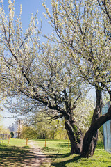 Cherry tree blooming with white flowers in May in spring - the awakening of nature after hibernation and cold