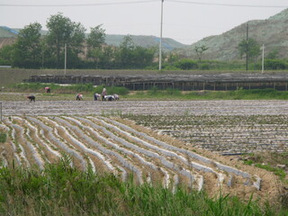 농촌 South Korea's countryside