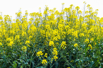 field of dandelions