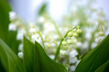Fototapeta premium Lily of the valley plant stem with closed buds in bunch of blooming white flowers blurred background